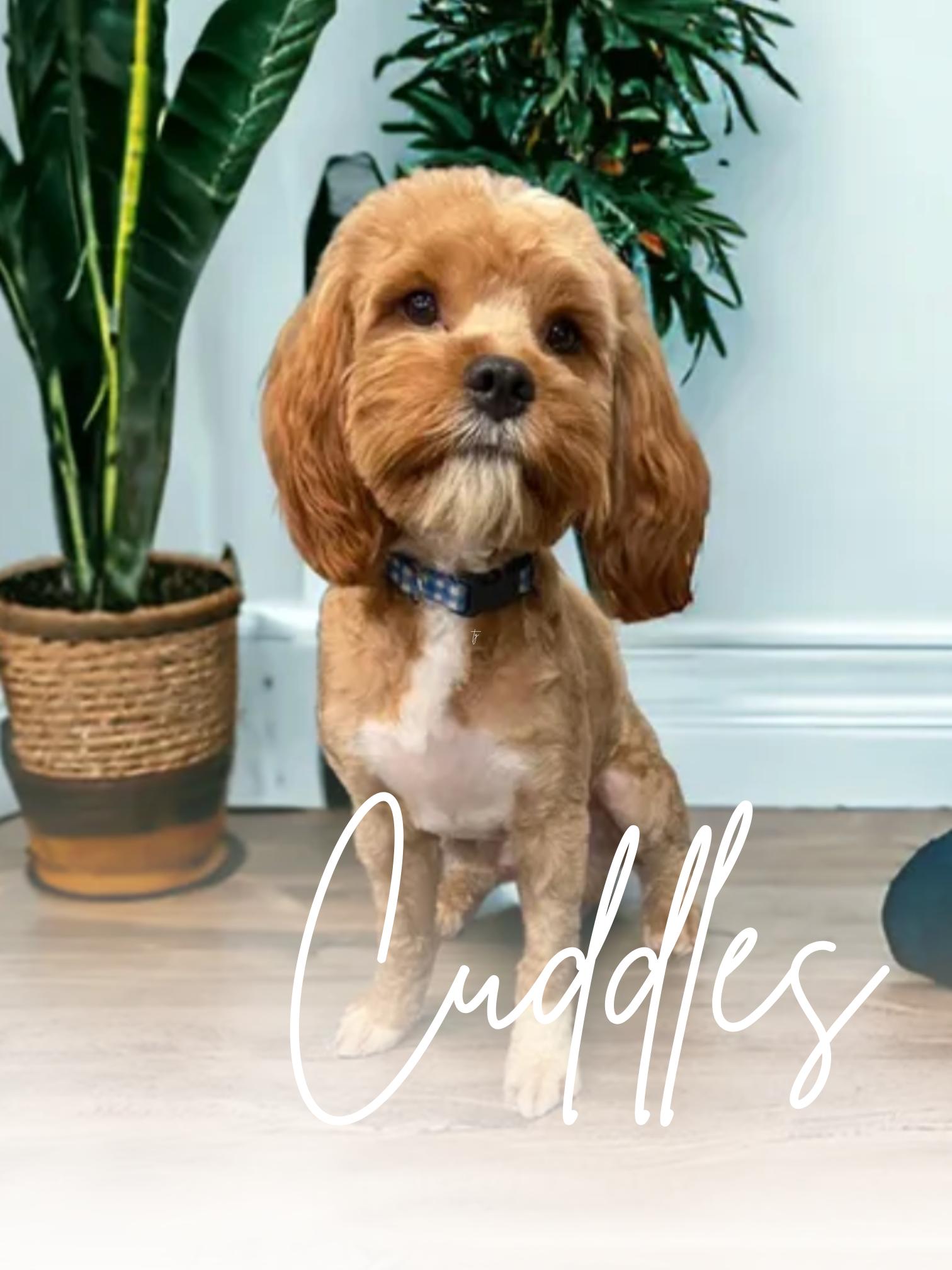 Cuddles Stud Cavapoo