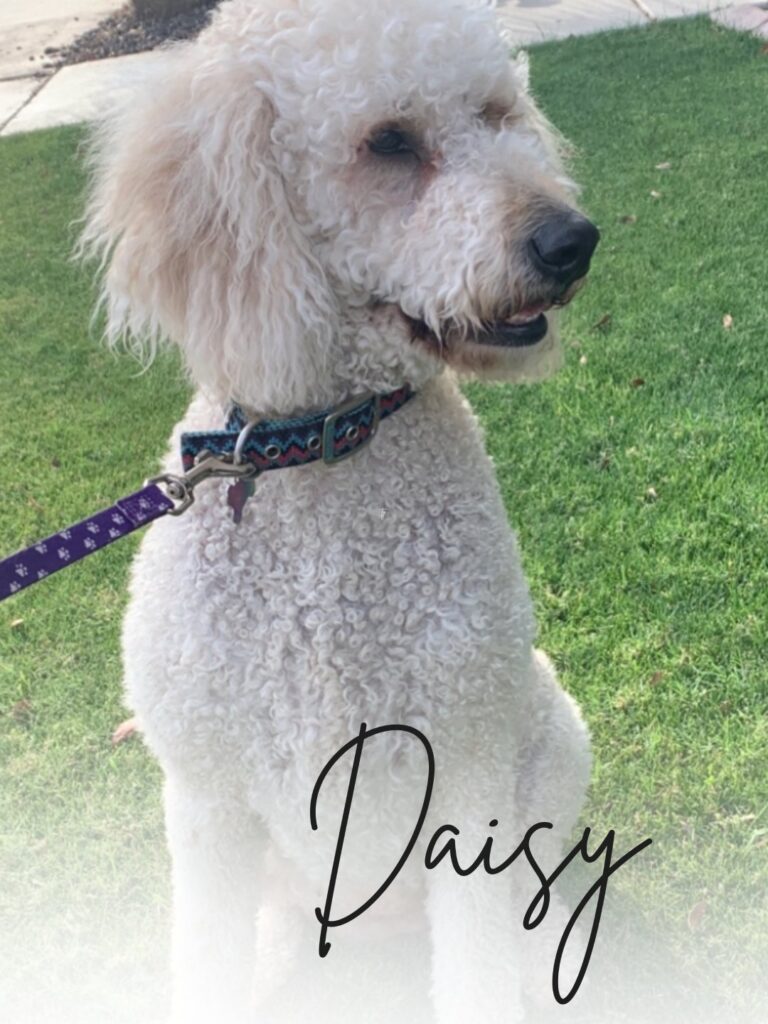 Daisy's Goldendoodle Breeder in AZ