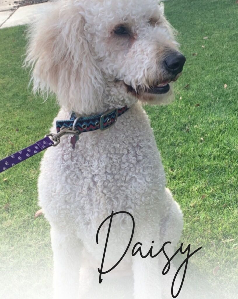 Daisy's Goldendoodle Breeder in AZ