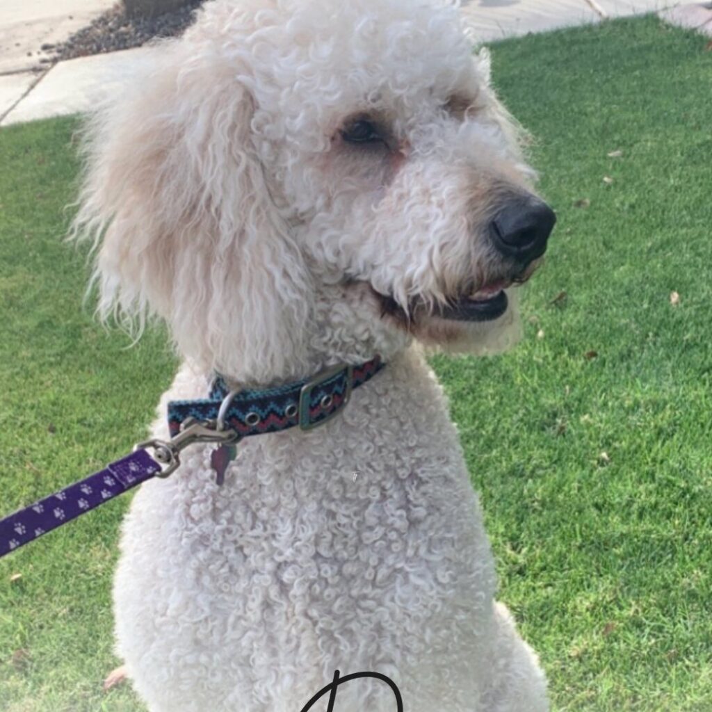 Daisy's Goldendoodle Breeder in AZ