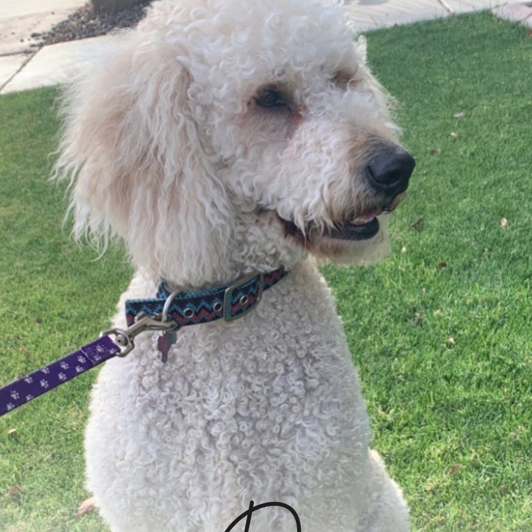 Daisy's Goldendoodle Breeder in AZ