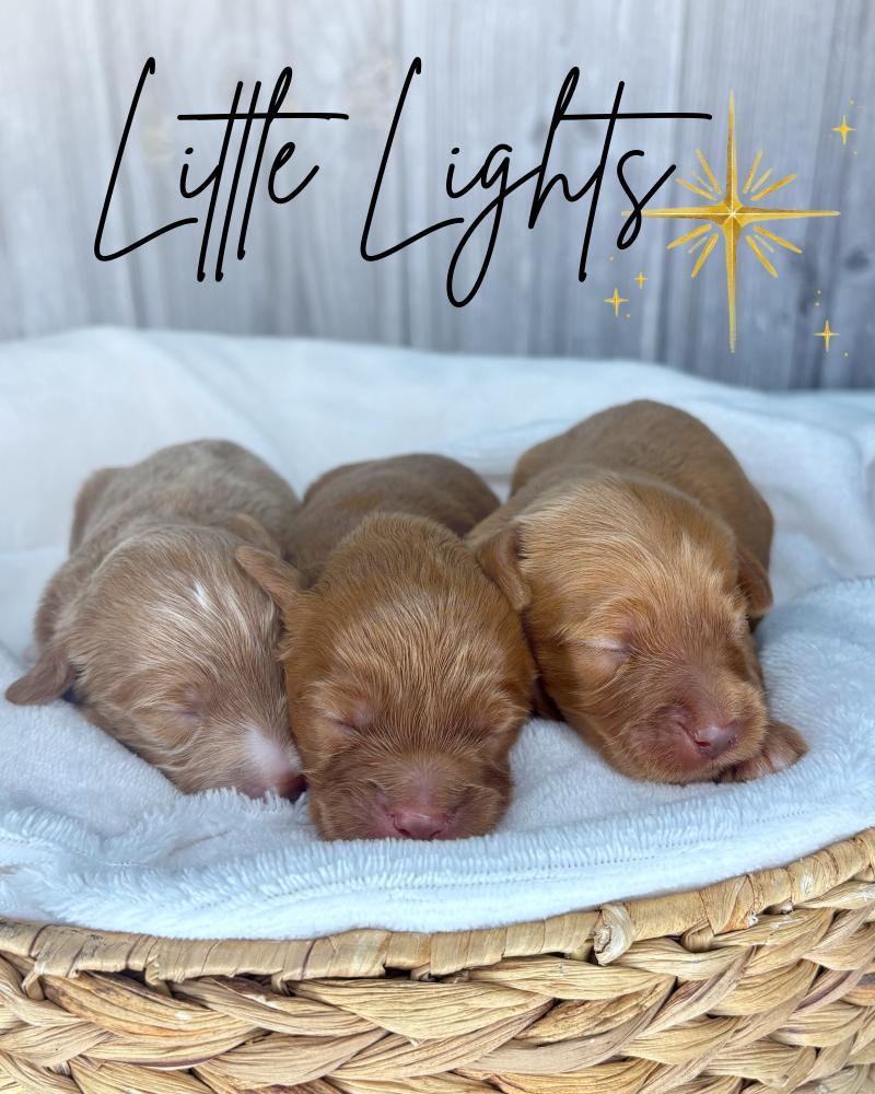 Goldendoodle Breeder: Dink's Puppies