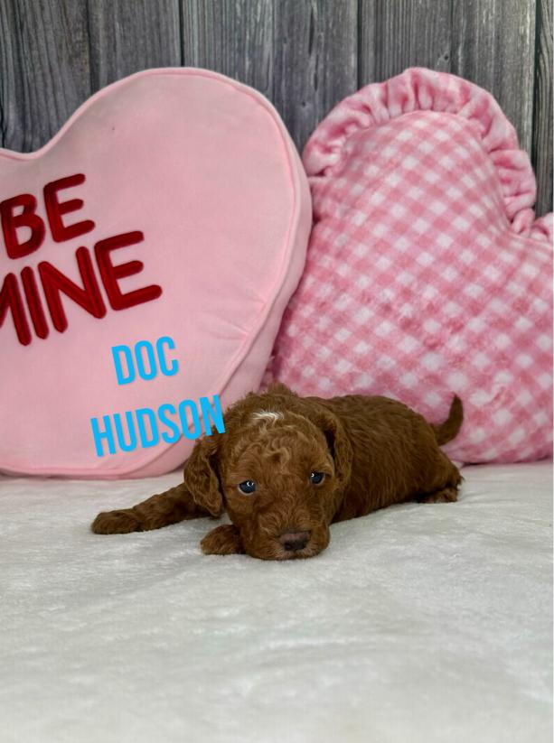 Doc Hudson Goldendoodle Puppy