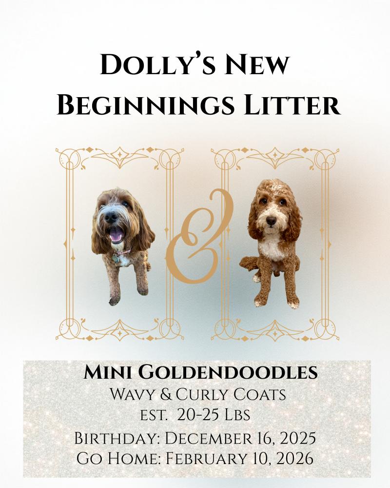 Dolly's New Beginnings Litter