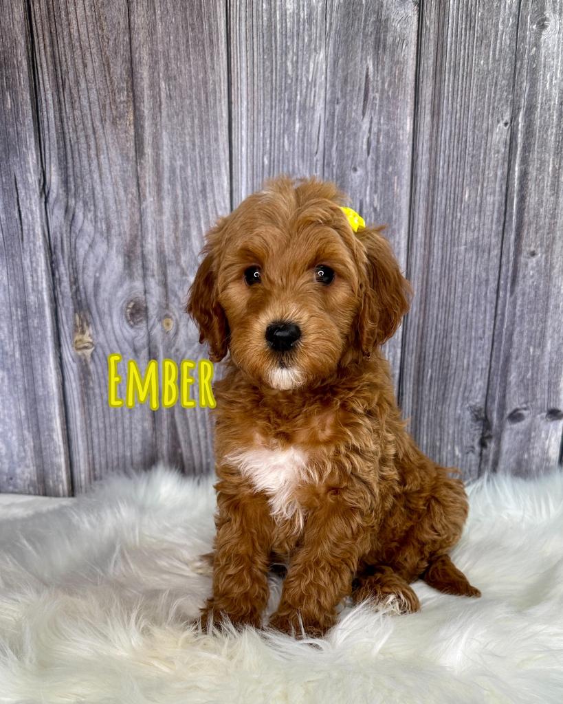 Ember Goldendoodle Puppy