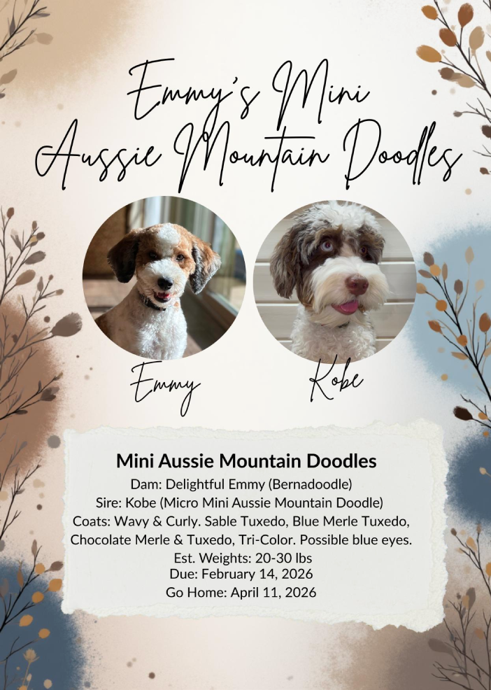 Emmy's Mini aussie Mountain Doodles