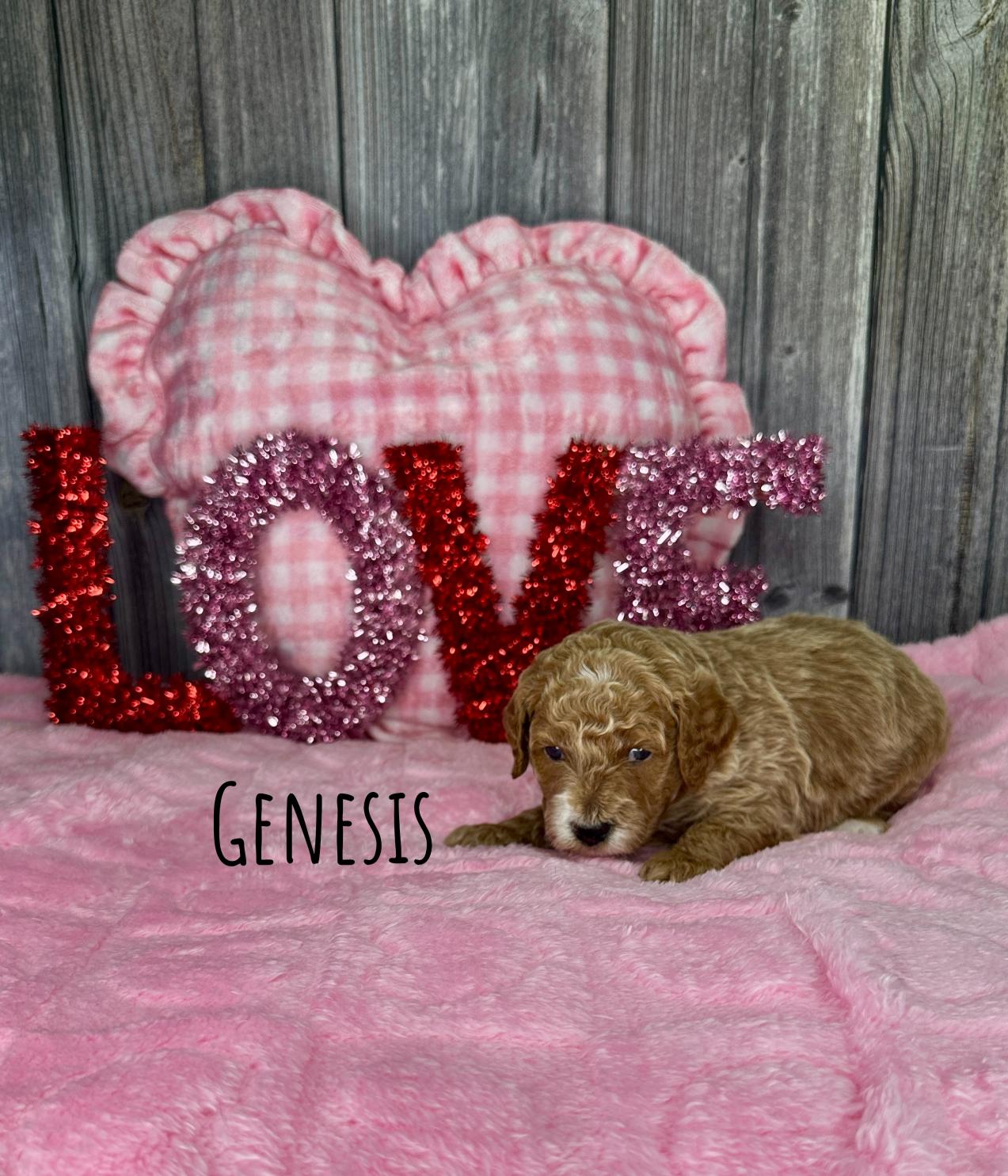 Genesis Goldendoodle Puppy