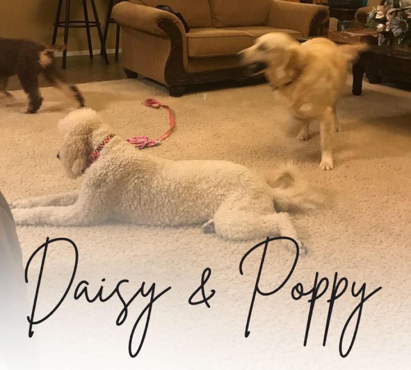 Goldendoodle and golden retriever dog