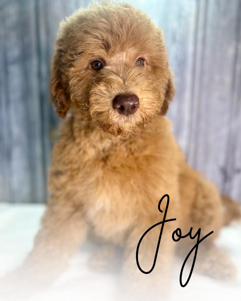 Joy Mini Goldendoodle Puppy 1