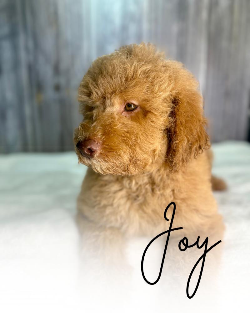 Joy Mini Goldendoodle Puppy 2