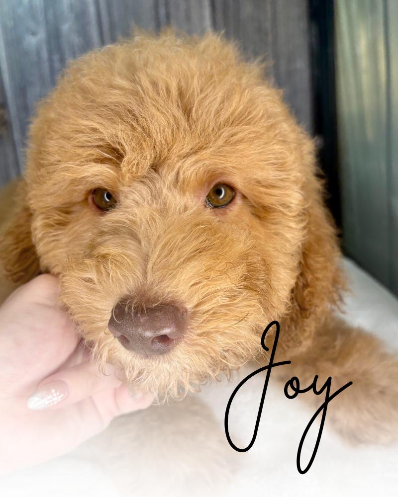 Joy Mini Goldendoodle Puppy 3