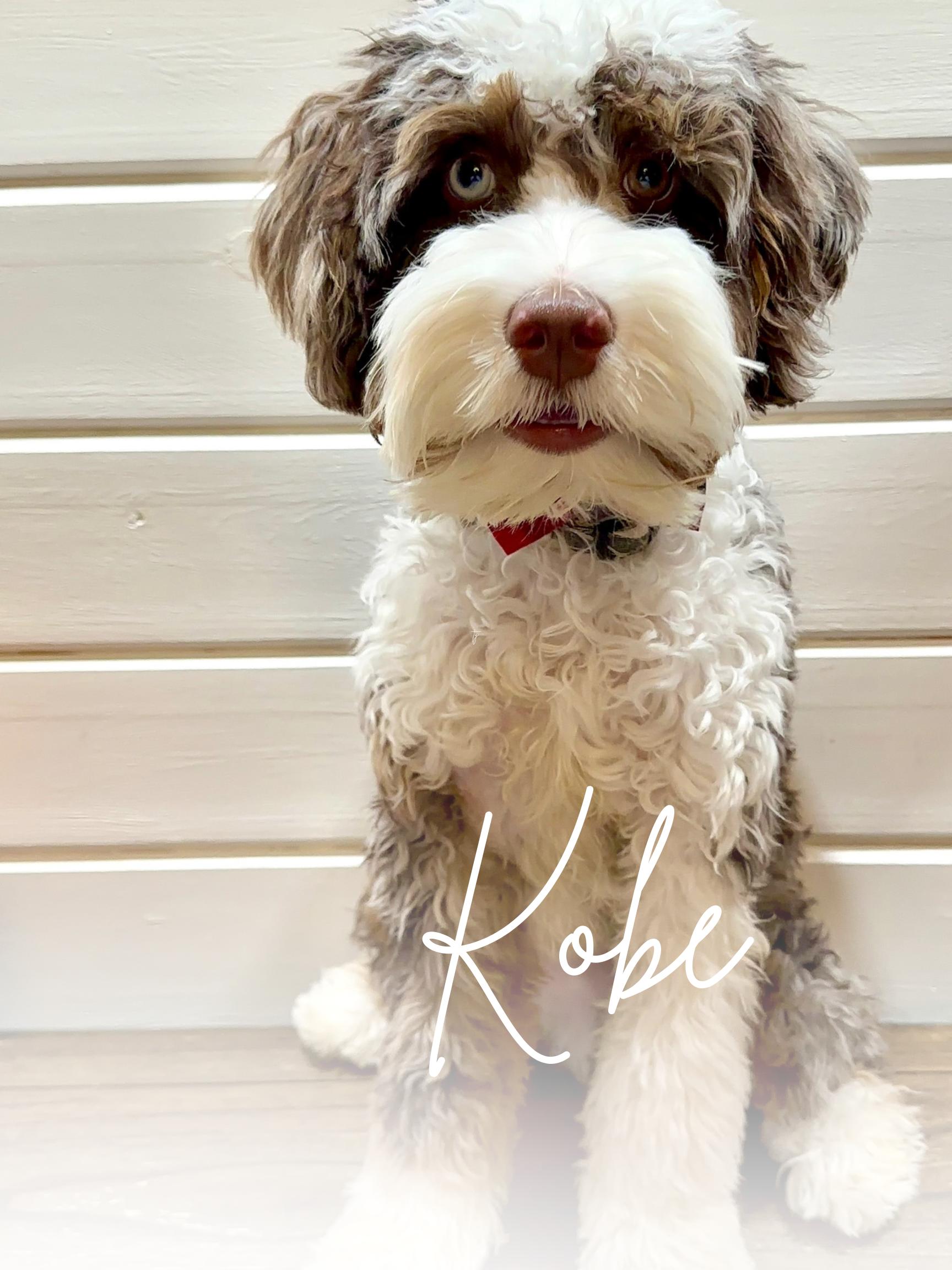 Kobe Stud Dog Micro Mini Aussie Mountain Doodle