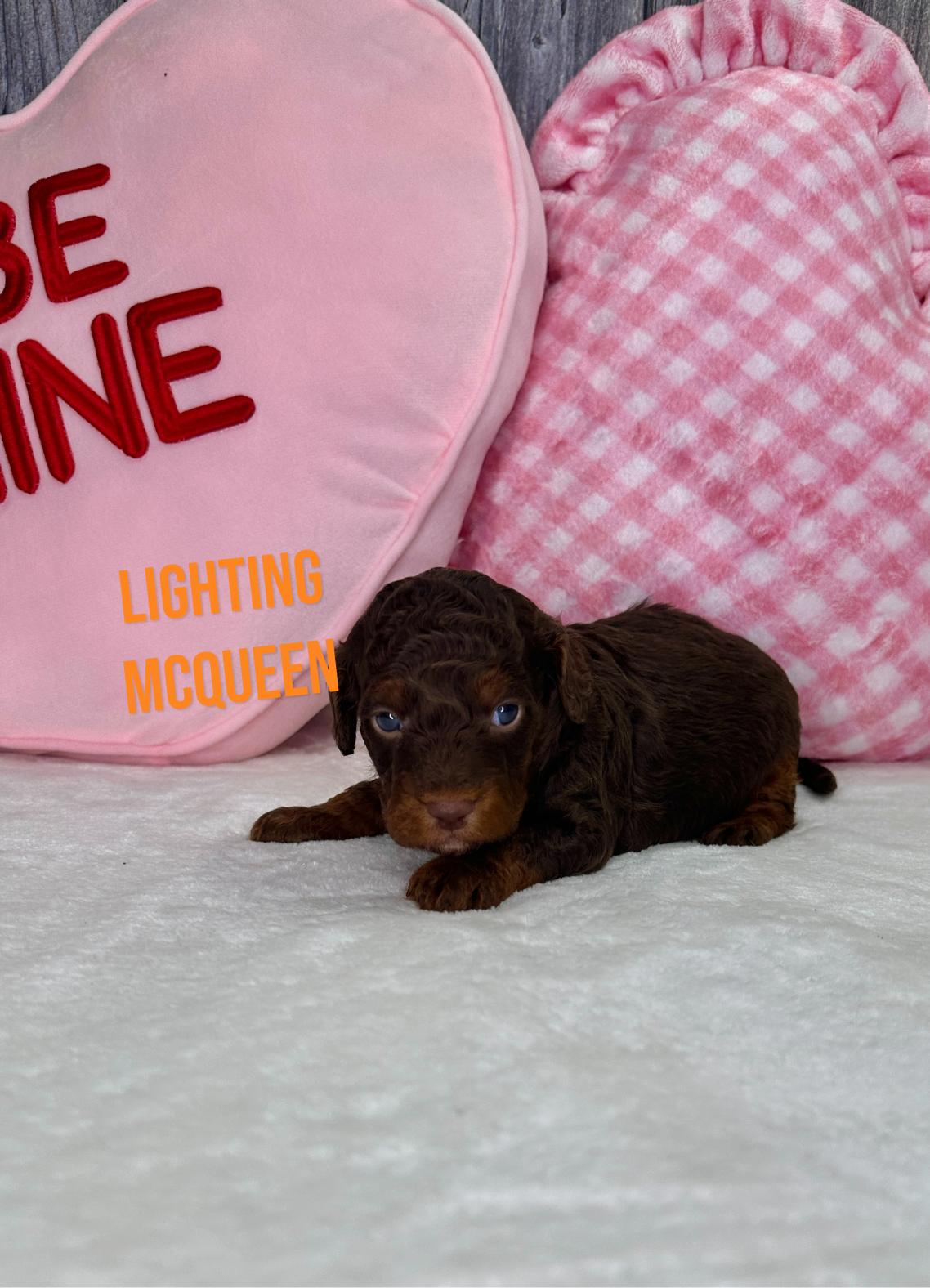 Lightning McQueen Goldendoodle Puppy