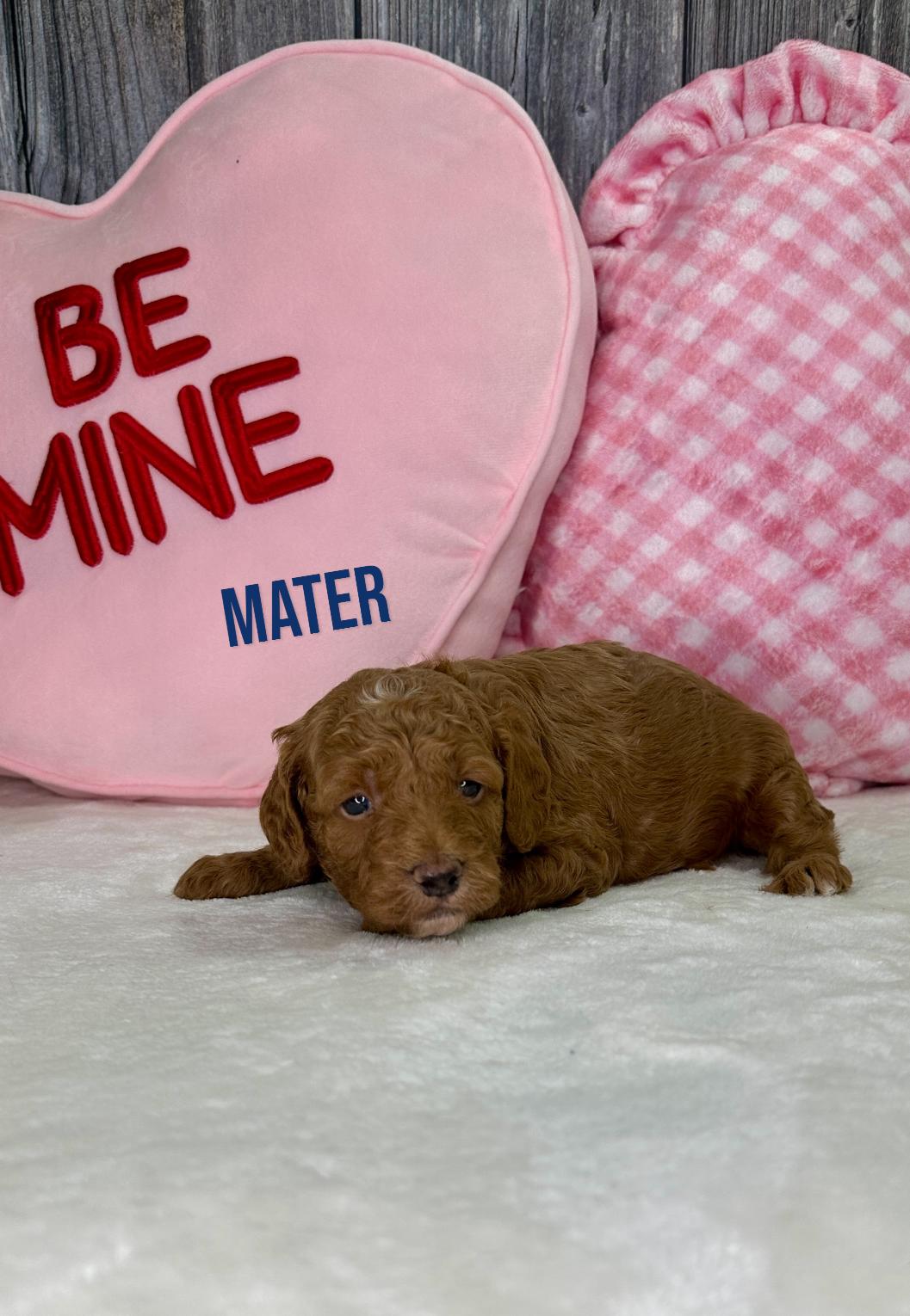 Mater Goldendoodle Puppy