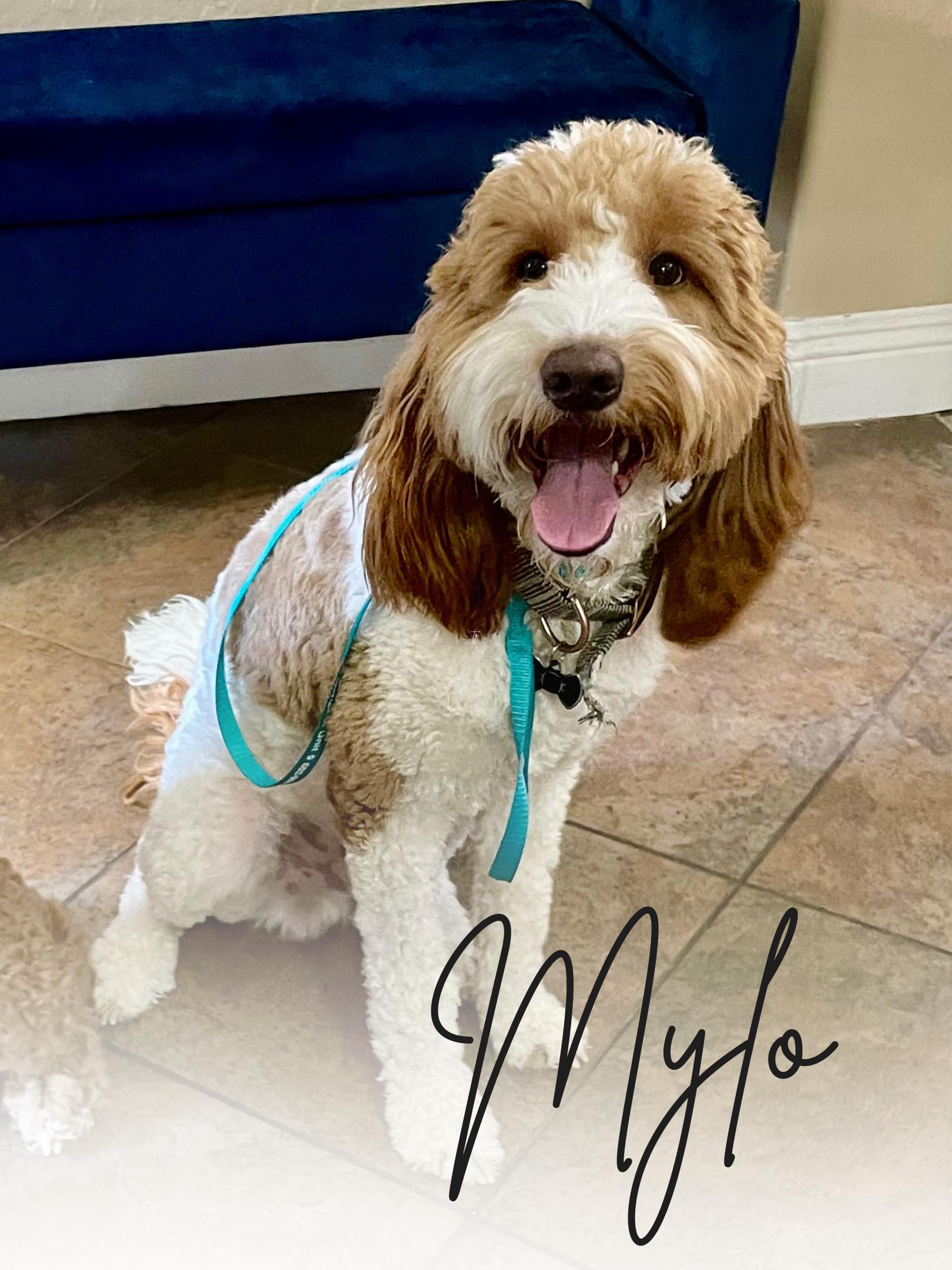 Mylo Goldendoodle Stud