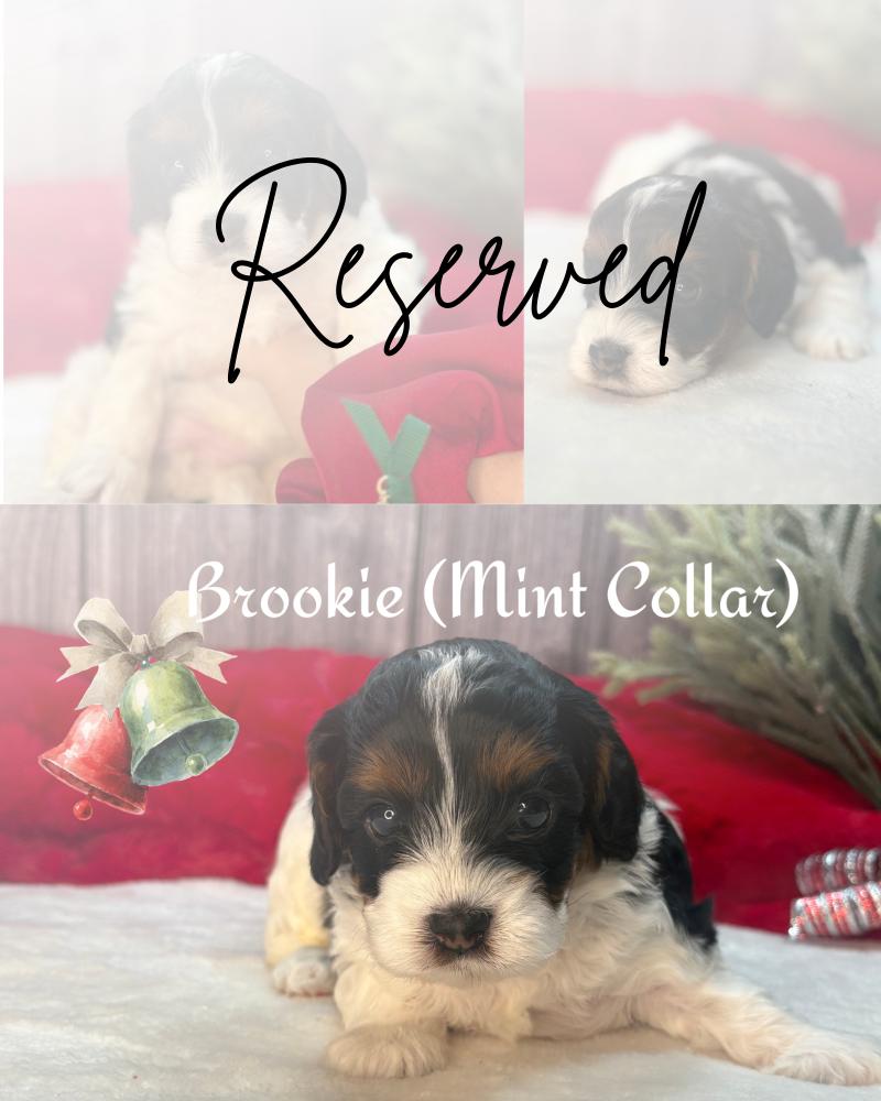 RESERVED BROOKIE Cavapoo Puppy
