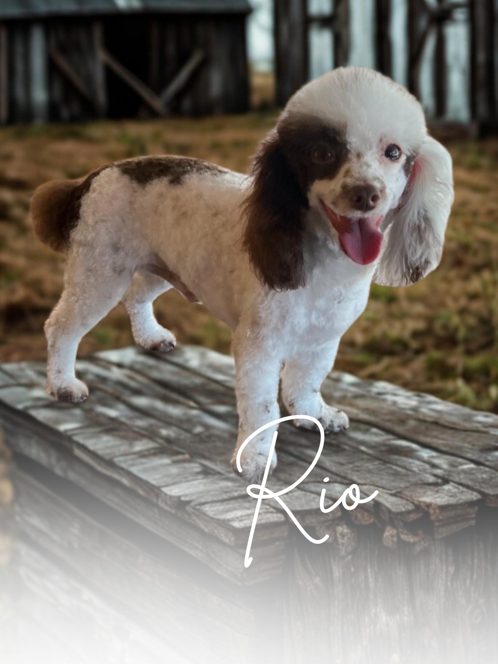 Rio Stud Poodle