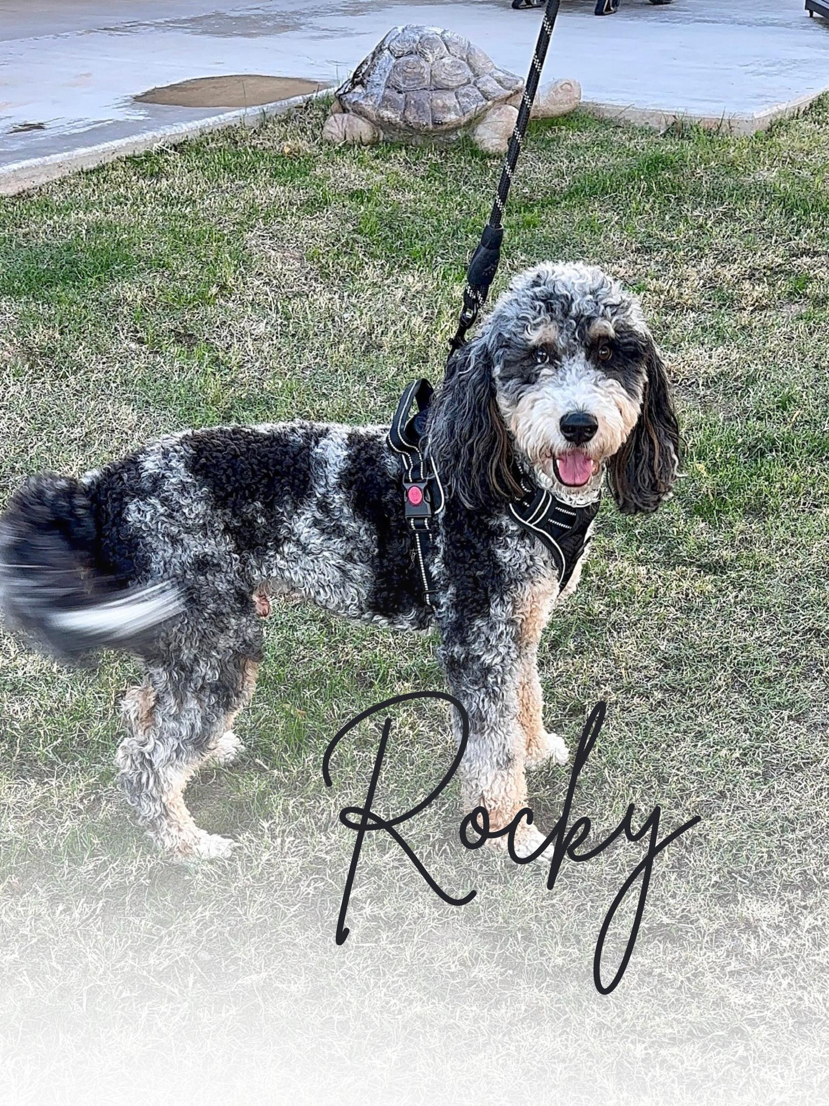 Rocky Bernedoodle Stud