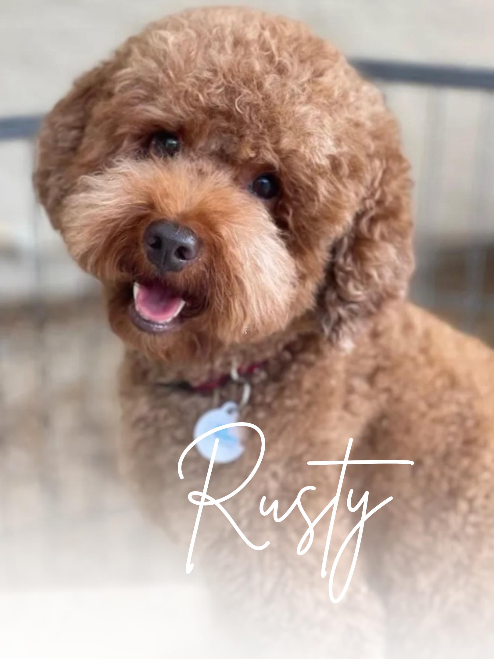 Rusty Stud Poodle