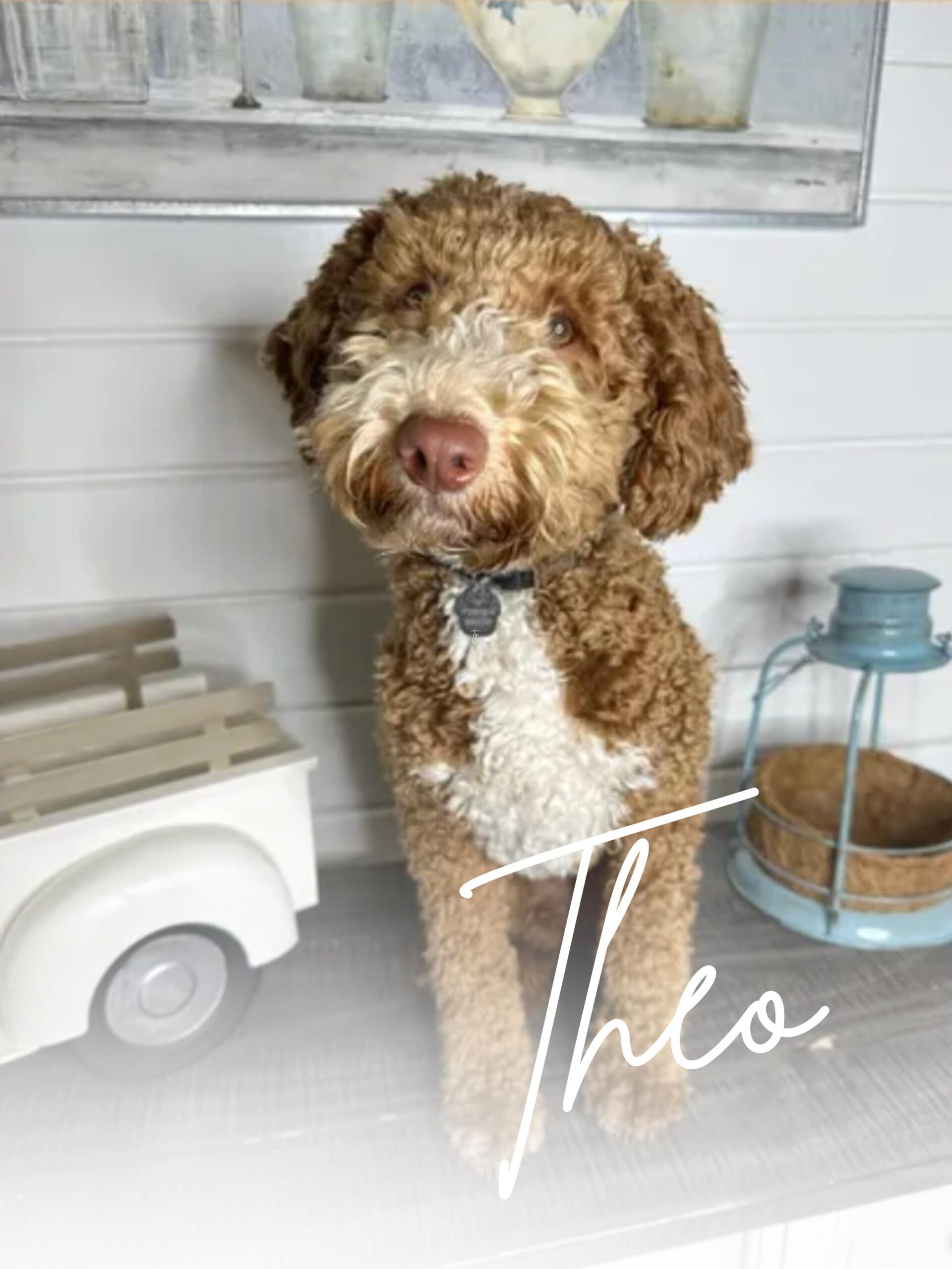 Theo Stud Dog Goldendoodle