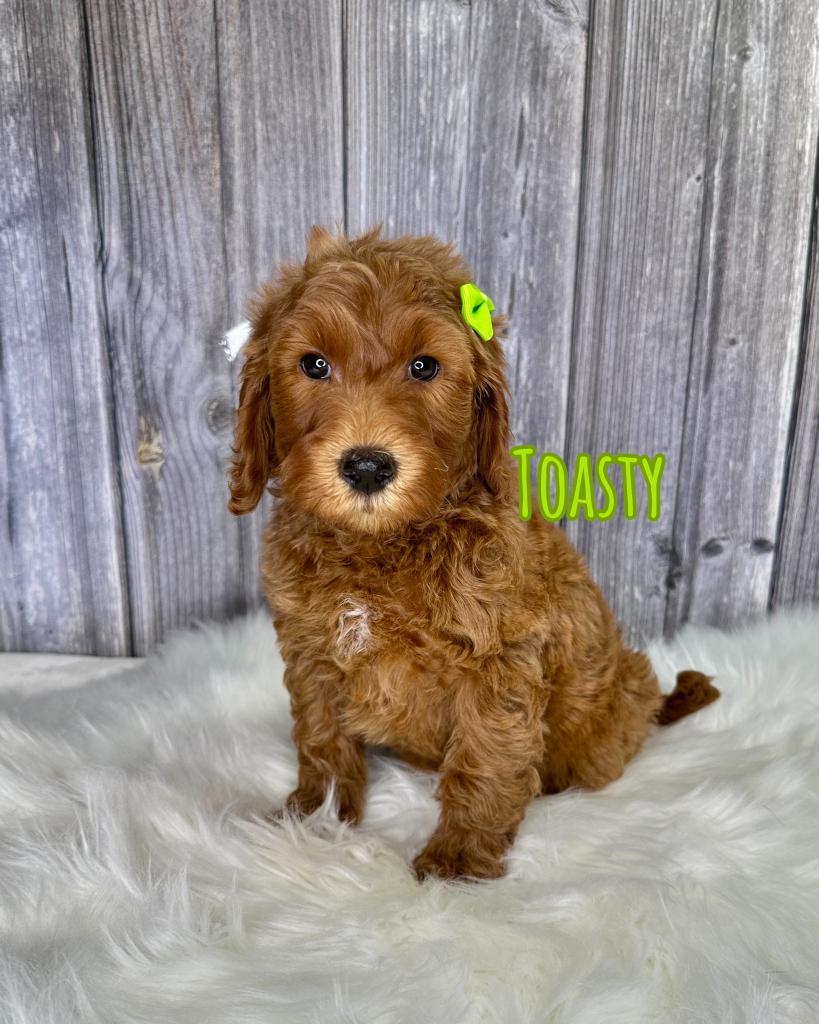 Toasty Goldendoodle Puppy
