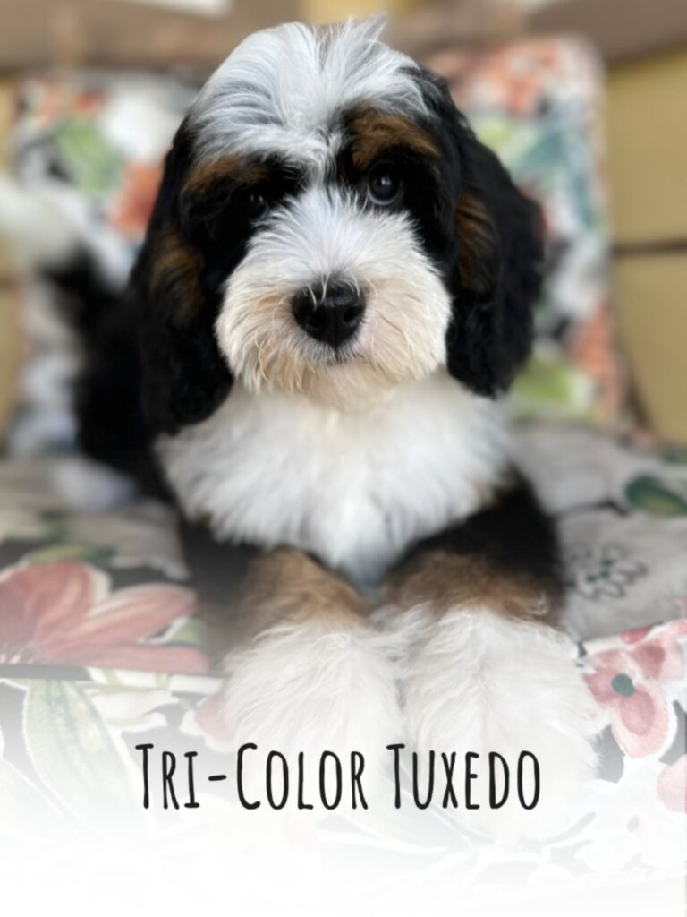 tricolor tuxedo bernedoodle