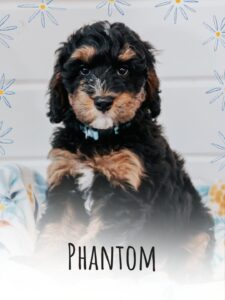 tricolor phantom bernedoodle