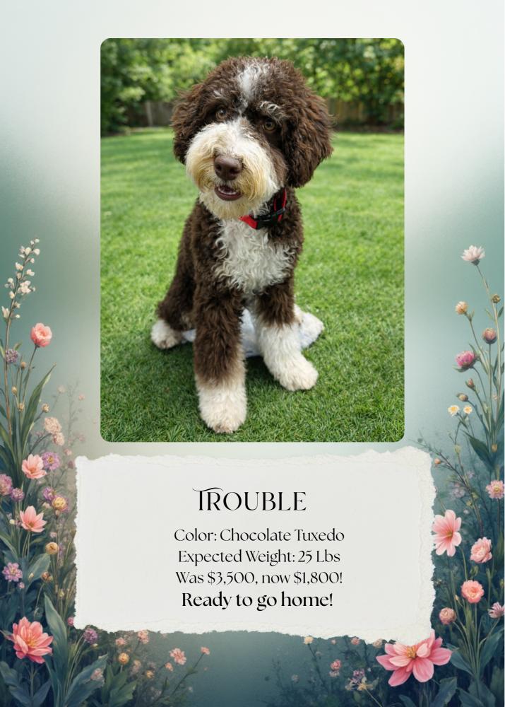 Trouble Updated Photo