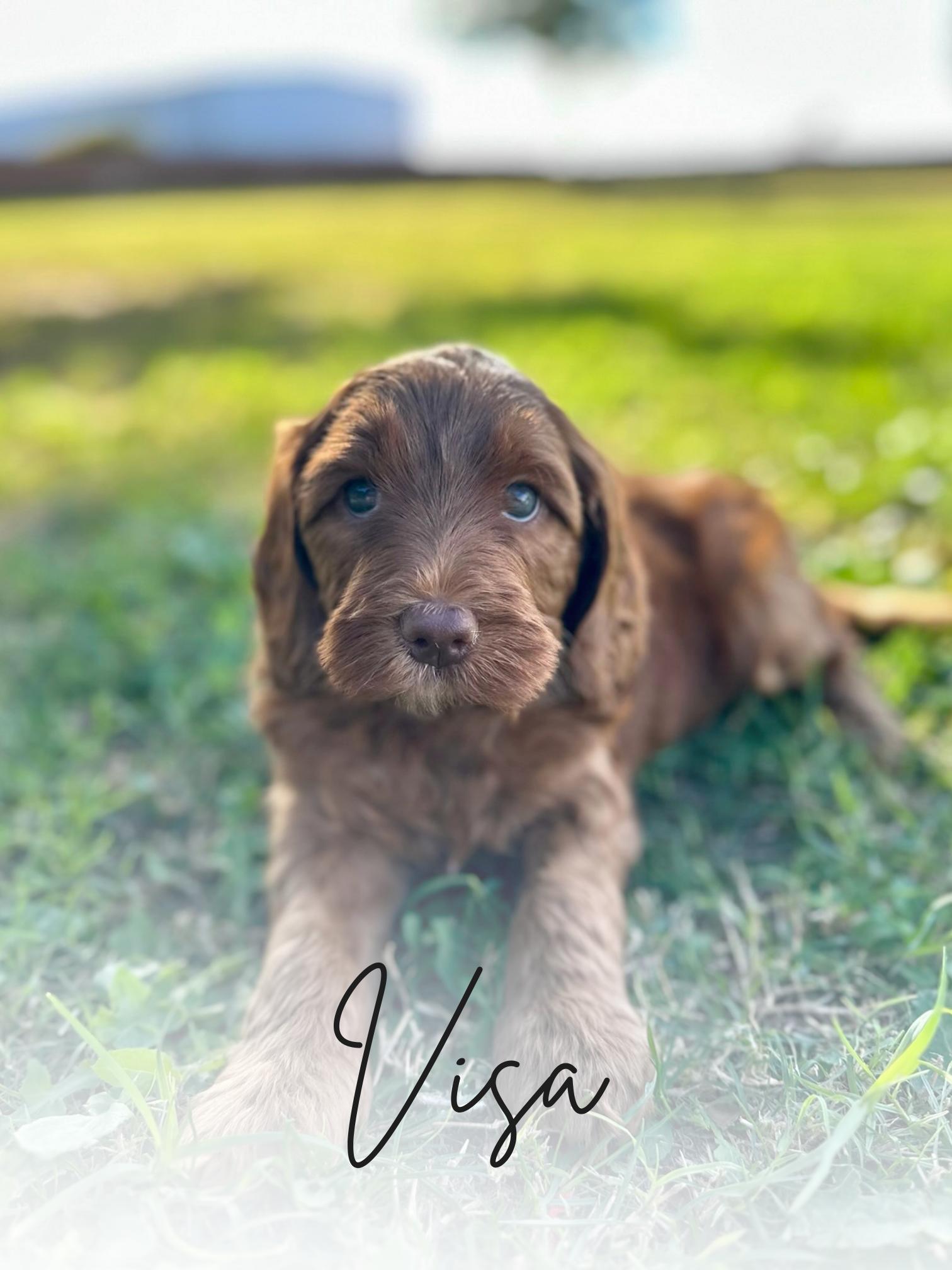 Visa Irish Goldendoodle Puppy