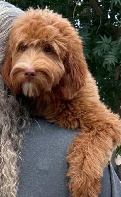 Goldendoodle at Daisy's Delightful Doodles. Contact usfor reservation.