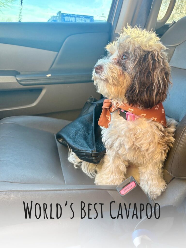 Nova Rose, a fluffy and affectionate cavapoo, highlighted in the cavapoo spotlight blog