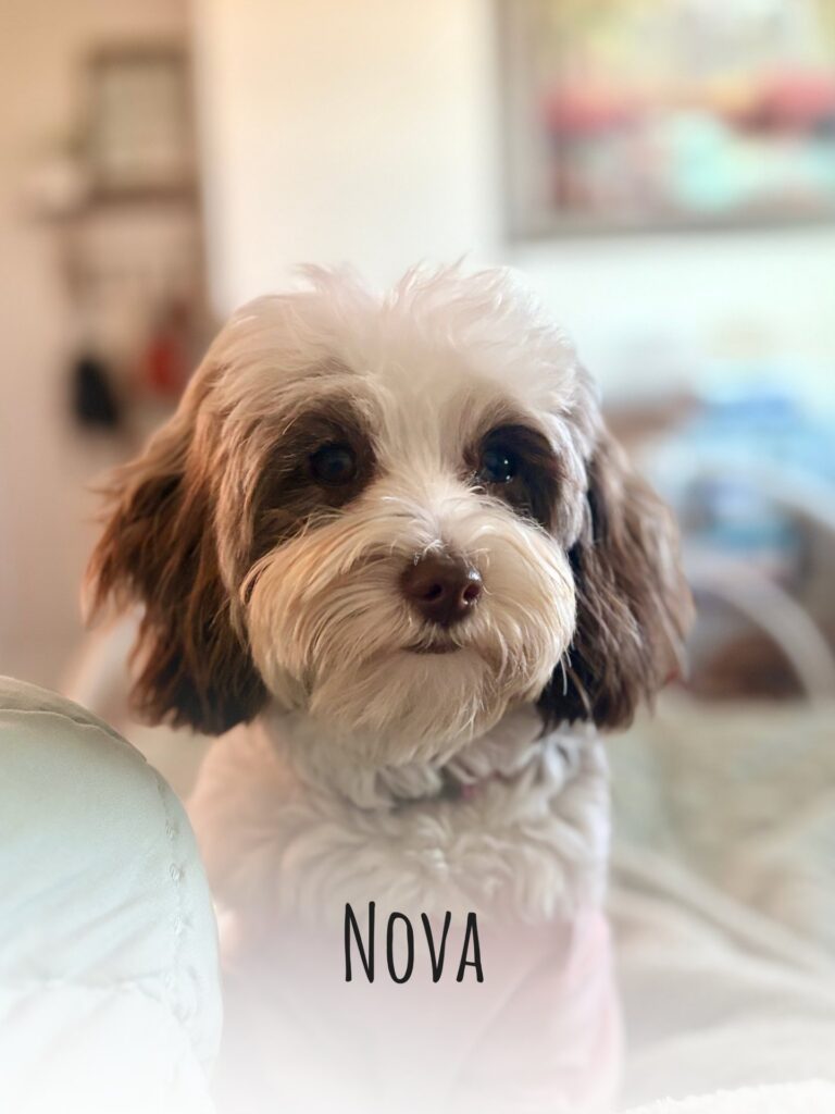Nova Rose, a chocolate merle cavapoo, featured in the cavapoo spotlight blog
