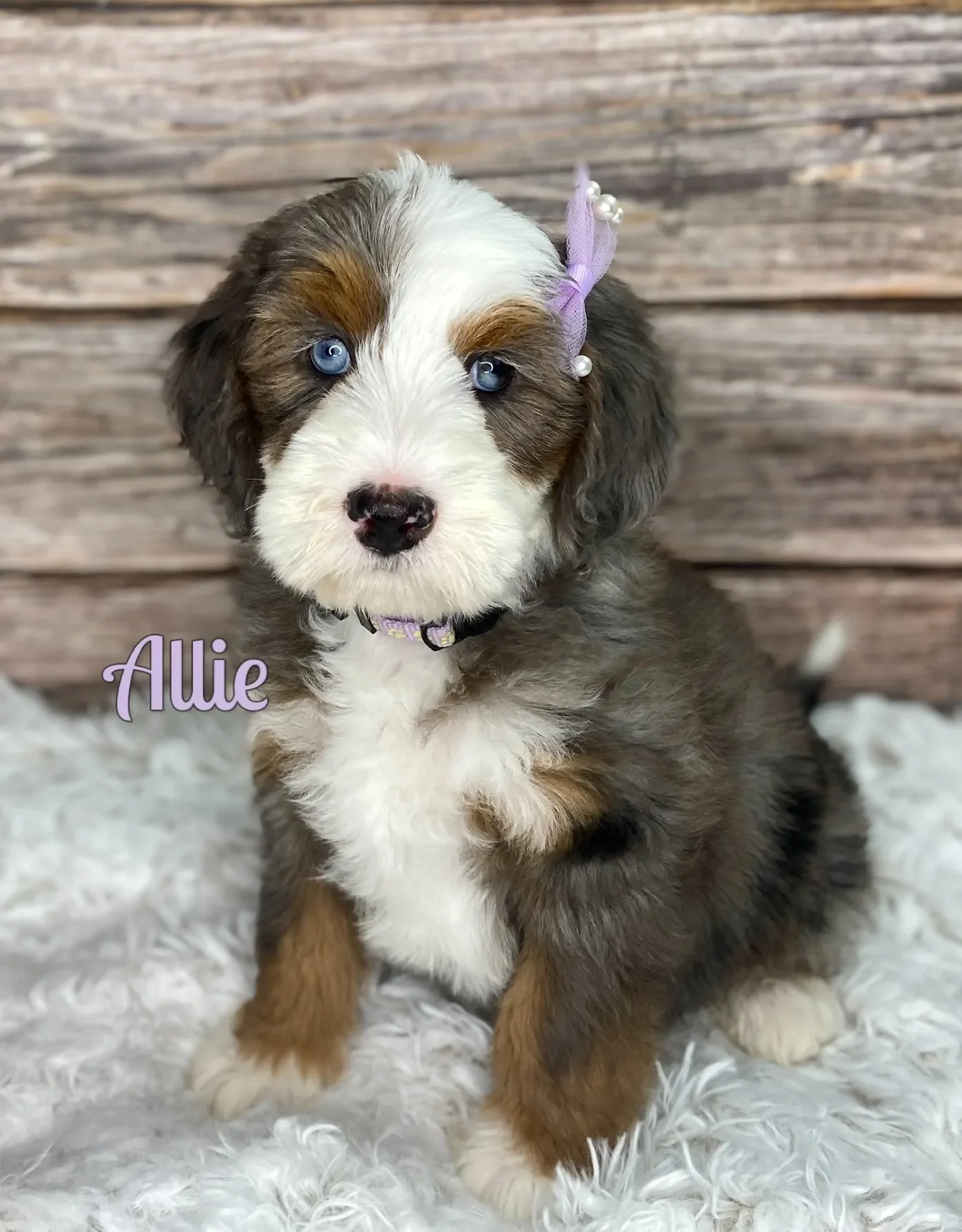 Allie, one of Daisy's Delightful Doodle's Aussie Mountain Doodles