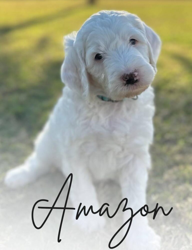 Goldendoodle Puppy Amazon | Daisy's Delightful Doodles
