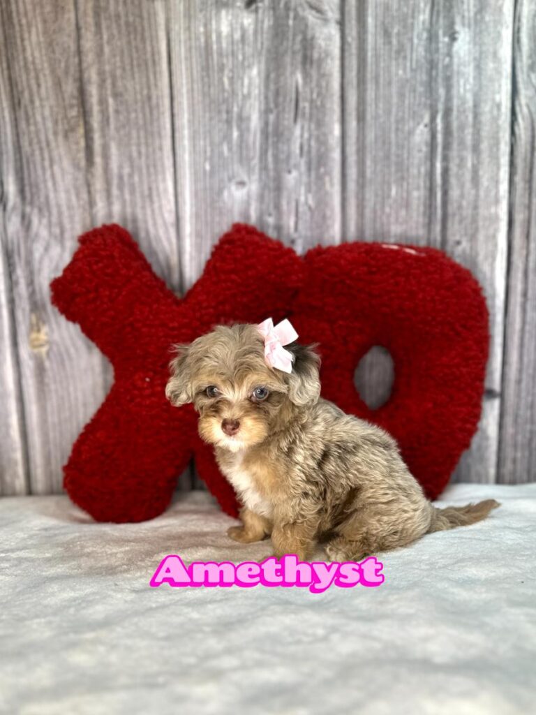 Micro Mini Bernedoodle Amethyst