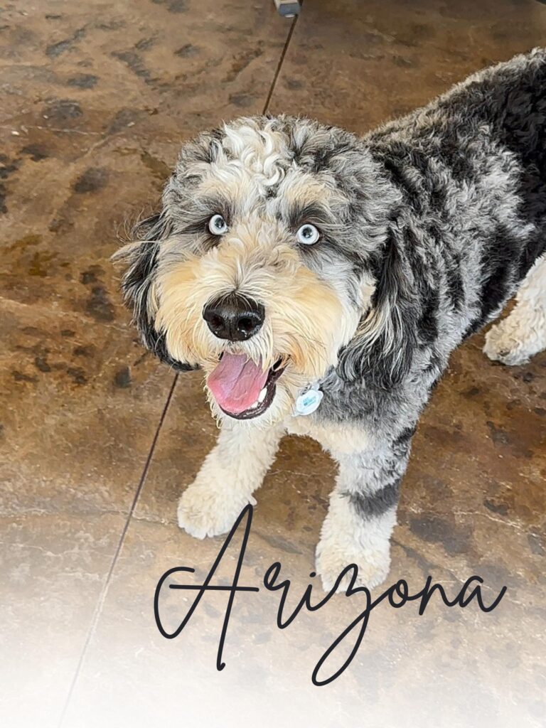 Arizona Bernedoodle Stud