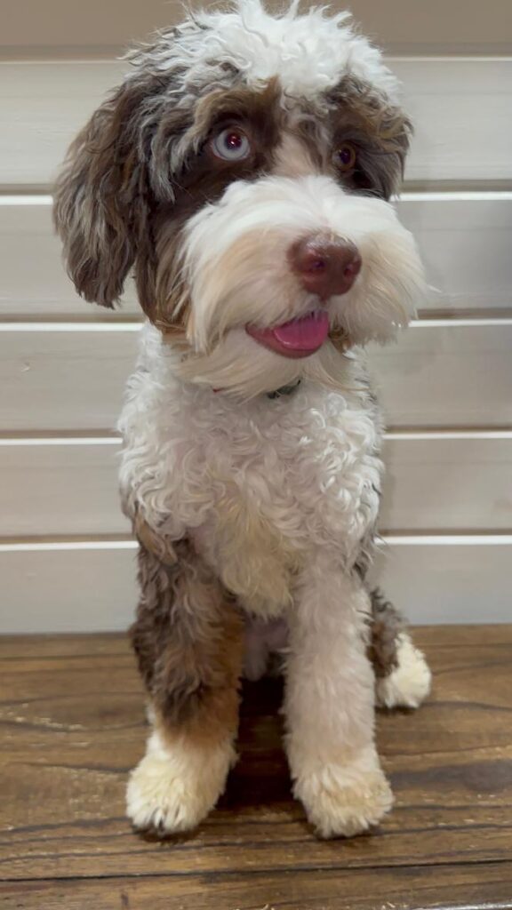 Aussie Mountain Doodle