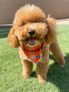 Doodle Coat types- curly