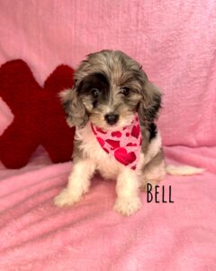 Bell Cavapoo - Vet-Approved Feeding Guide