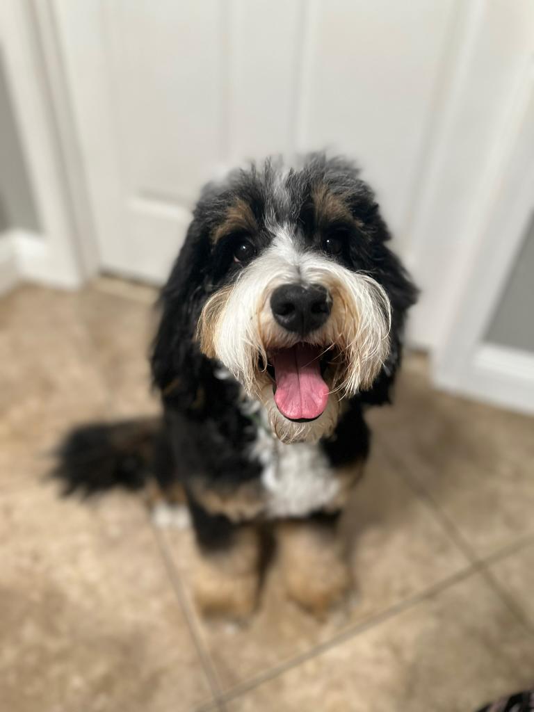 Bernedoodle