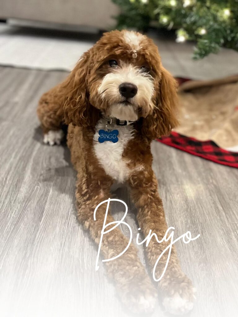 Bingo Stud Goldendoodle