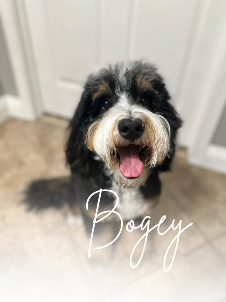 Bogey Stud Dog Bernedoodle