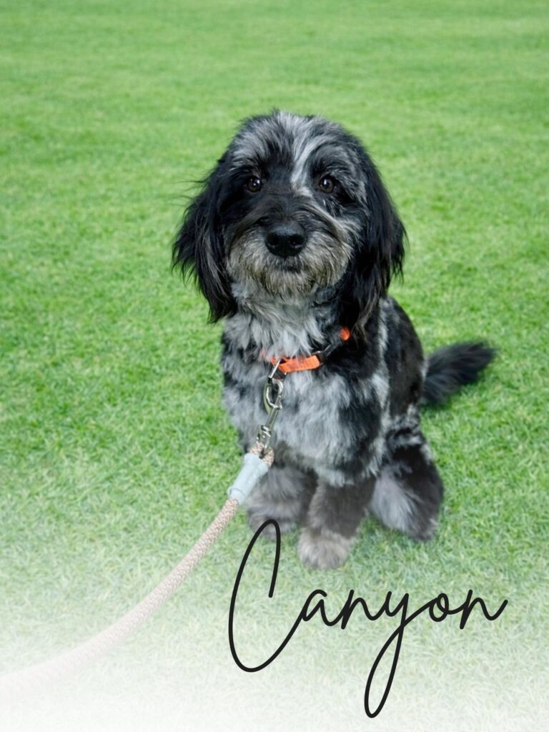 Canyon Goldendoodle Stud