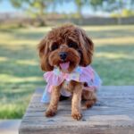 Cavapoo Vet-Approved Feeding Guide