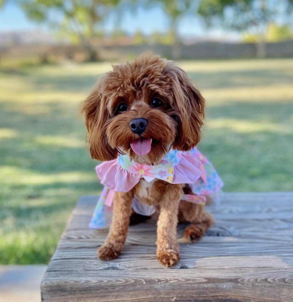 Cavapoo Vet-Approved Feeding Guide