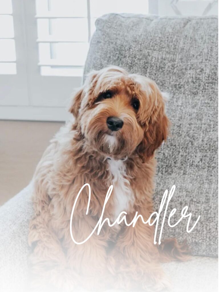 Chandler Stud Micro Mini Goldendoodle