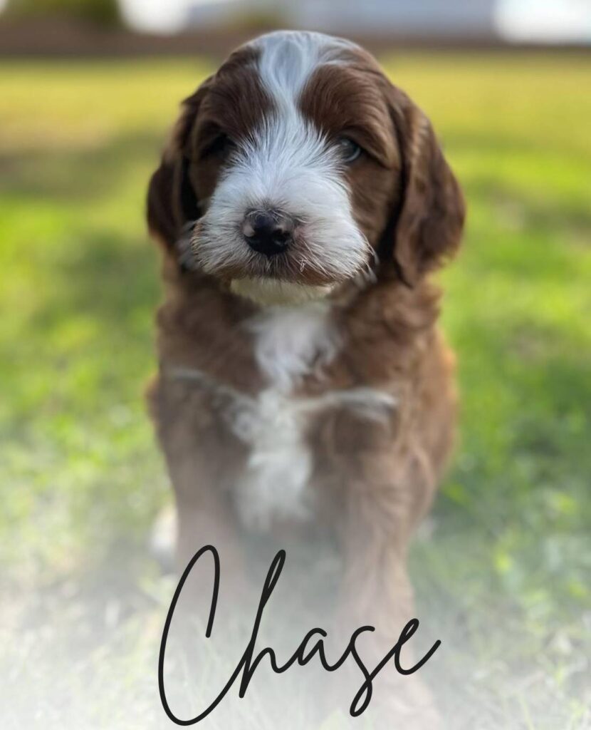 Chase