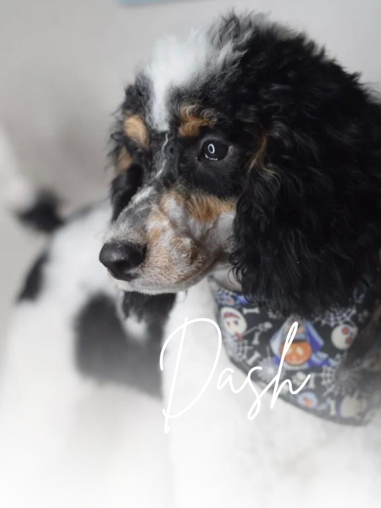 Dash Stud Poodle