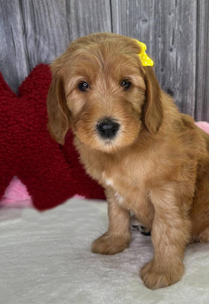 Red Wavy Goldendoodle Dolly