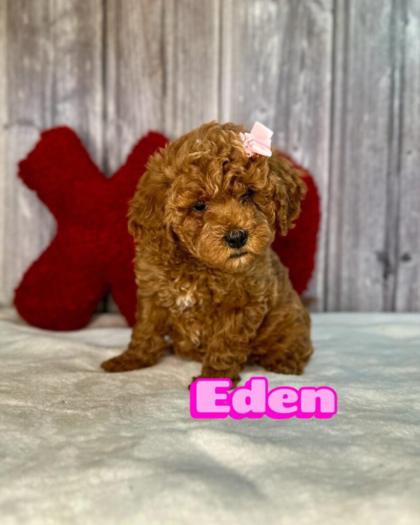 Eden